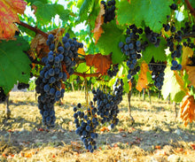 Load image into Gallery viewer, MONTALCINO WINE TOUR & PIENZA FROM FLORENCE