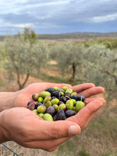 Load image into Gallery viewer, CASE 6 BOTTLES - Organic Tuscany Extra-virgin olive oil