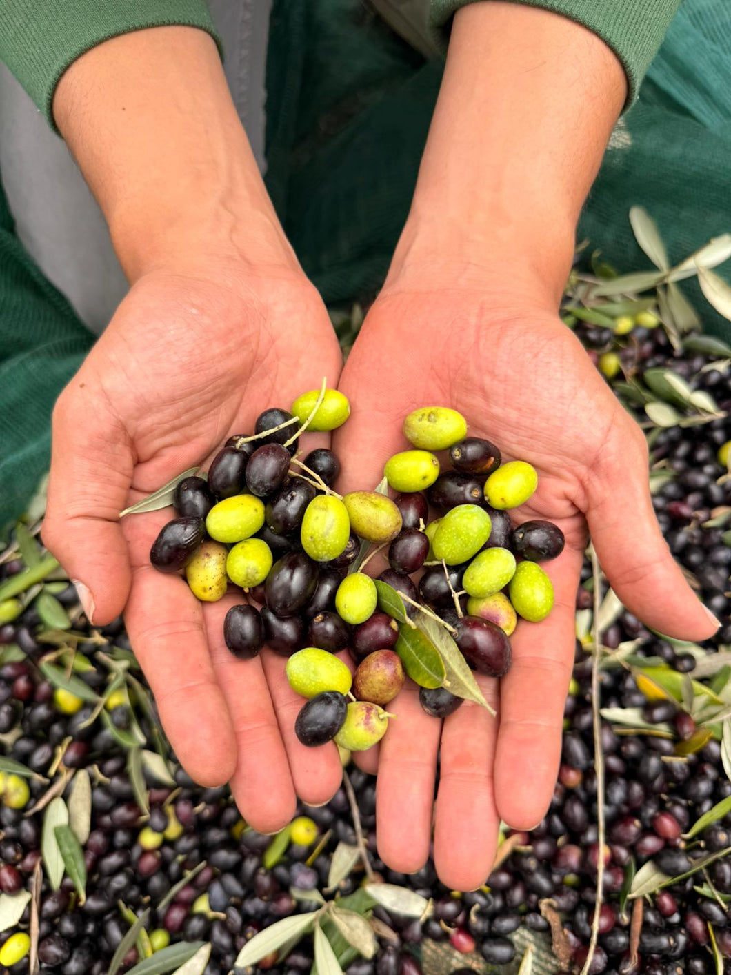 CASE 6 BOTTLES - Organic Tuscany Extra-virgin olive oil