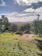 Load image into Gallery viewer, TUSCANY OLIVE OIL FARM &amp; SIENA TOUR

